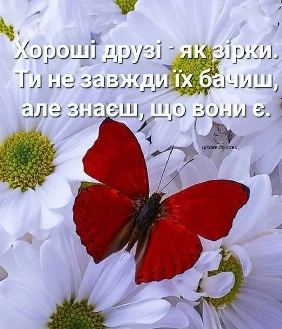 Червона метелик на білих квітах з українським текстом про друзів.
