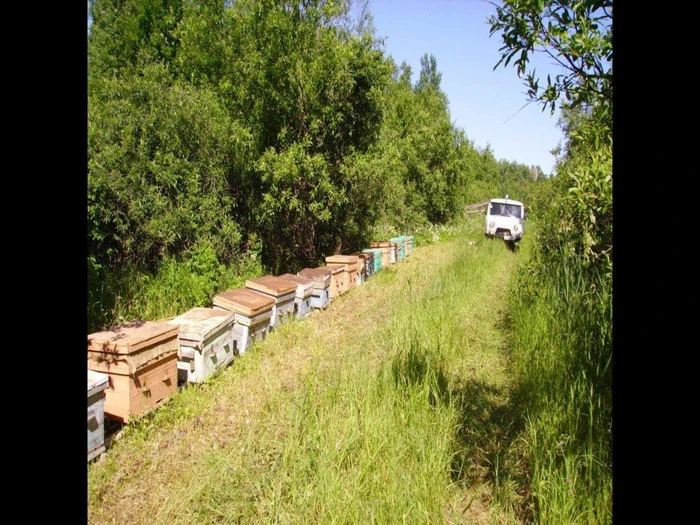 Ряд бджолиних вуликів вздовж стежки поруч із деревами